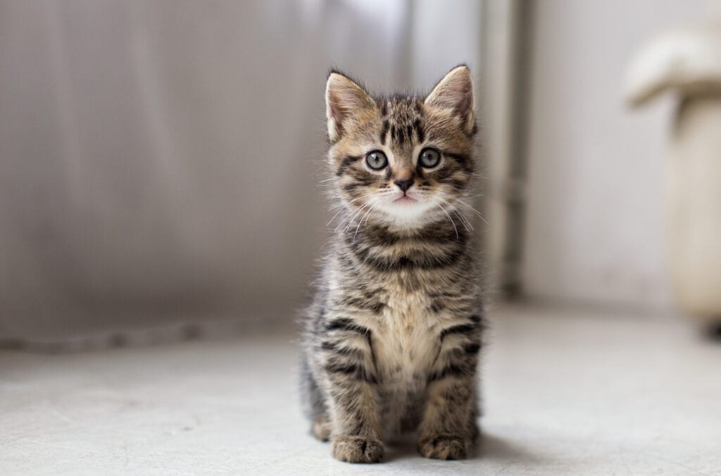 Portrait of Digital Kitten Companion